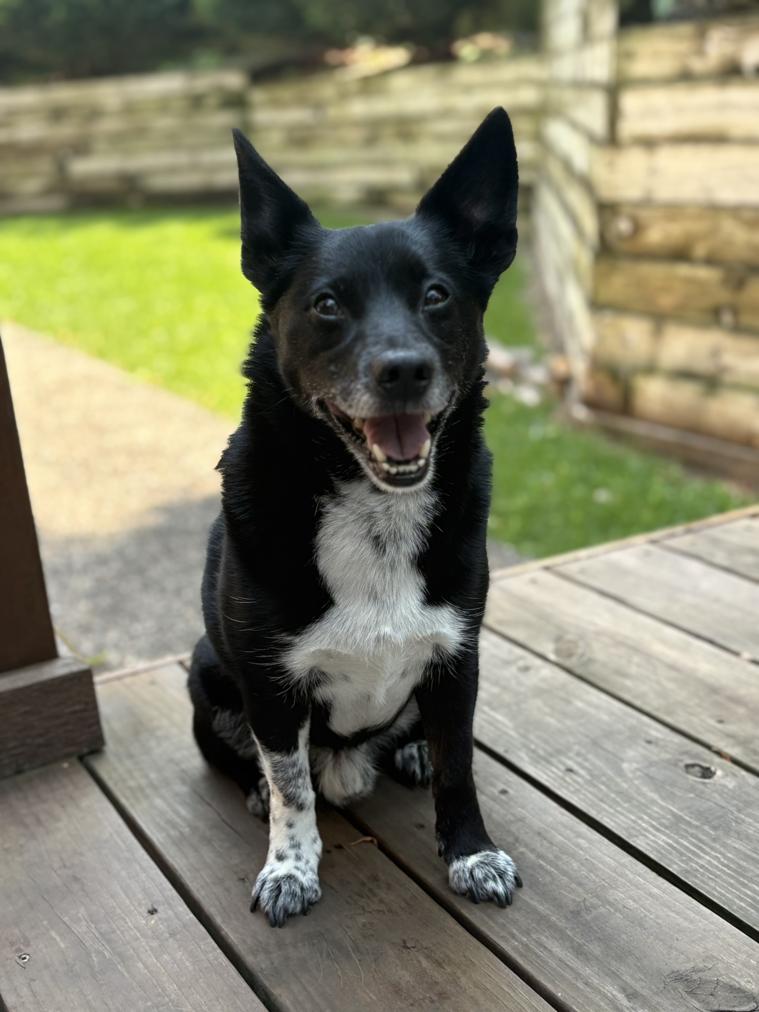Finn